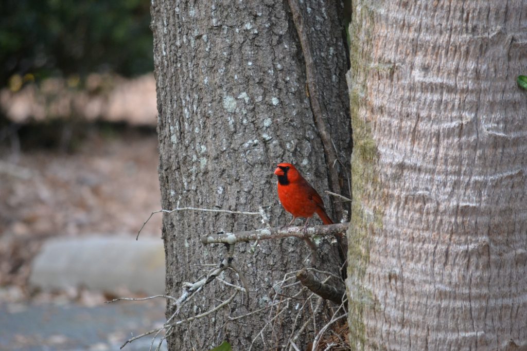 Hilton Head Island