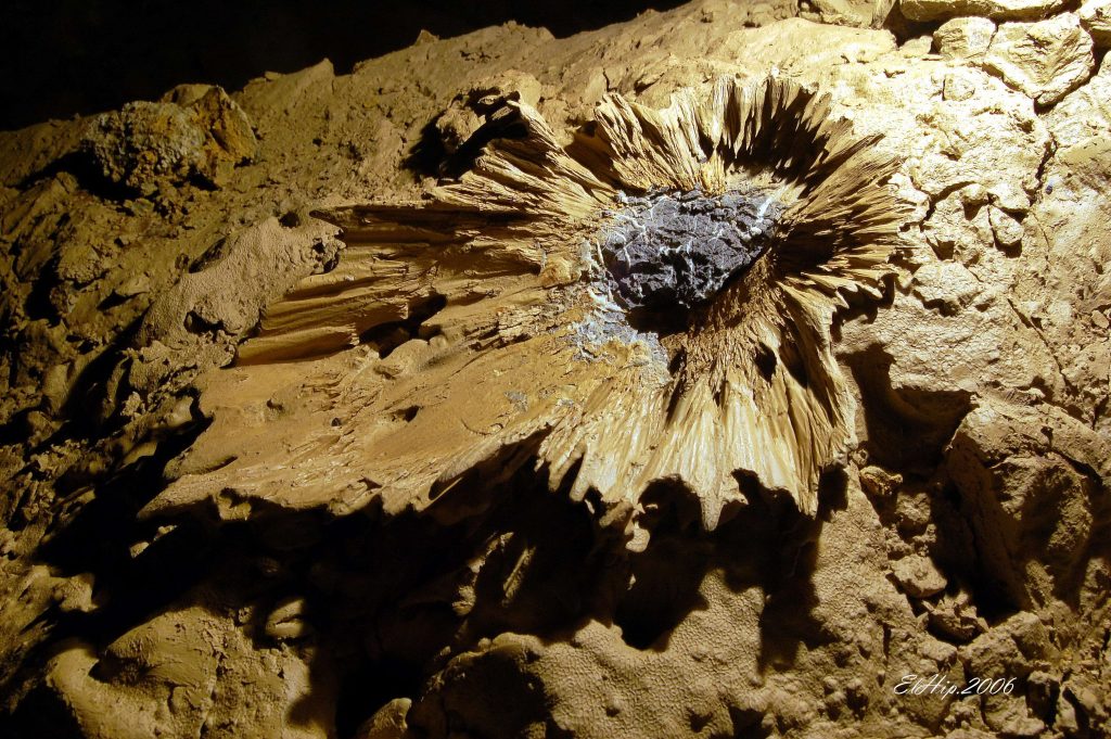 Bahenný kvet Starý hrad