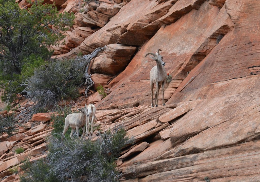 Kozorohy v kaňone Zion