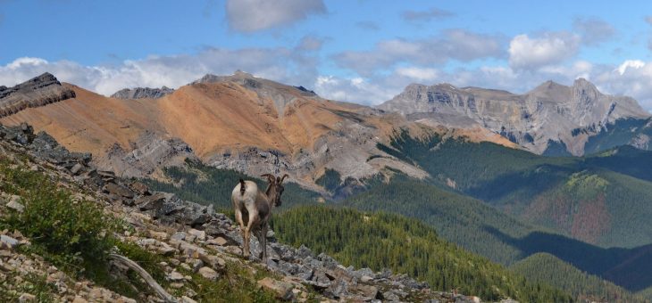 Návrat z Aljašky – National Park Jasper