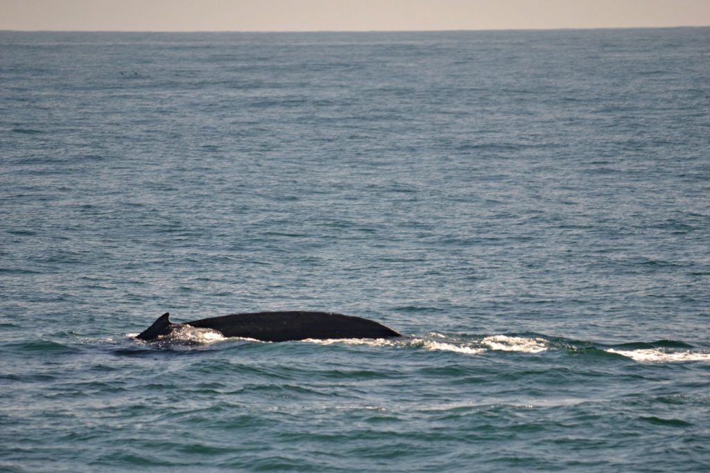 Veľryby grónske šantiace na hladine