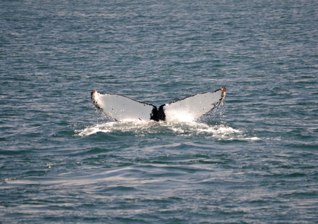 Ani jedna chvostová plutva veľryby nie je rovnaká. Nelíšia sa len odtieňom ale aj kresbou