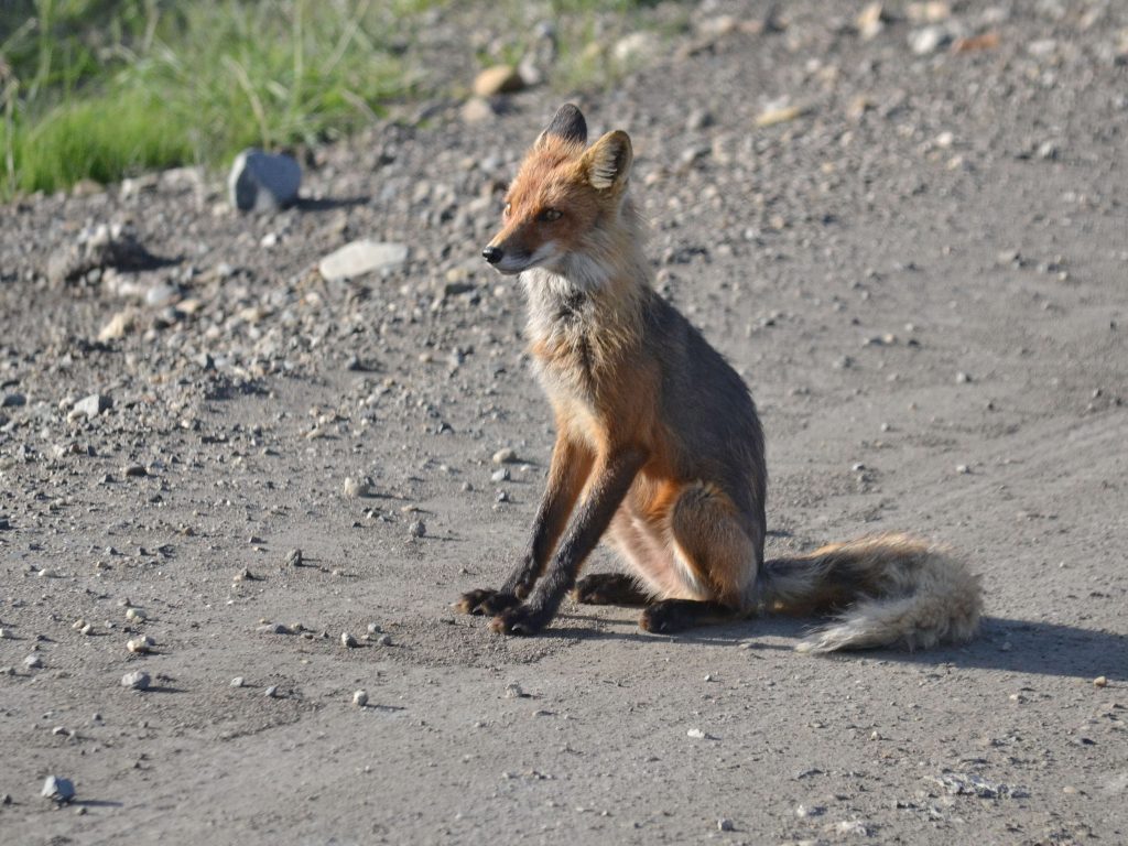 Líška. Plachosť už dávno stratila