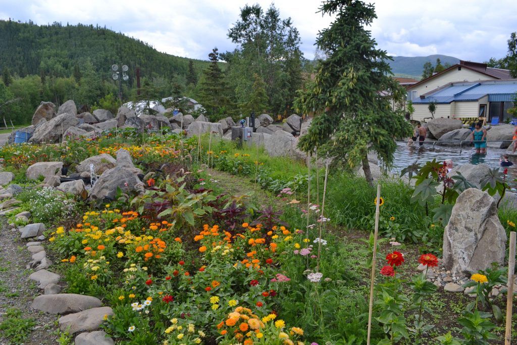Vďaka teplým prameňom pestujú na Aljaške kvety aj zeleninu