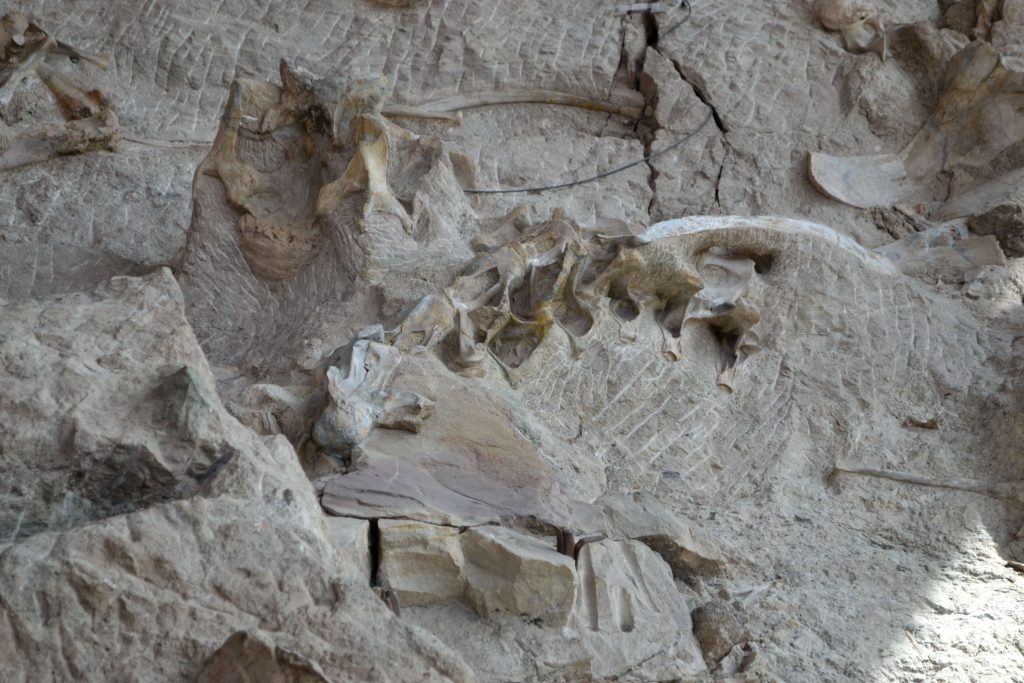 Fosílie odkryté počas archeologického výskumu.